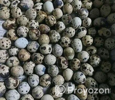 কোয়েল ডিম