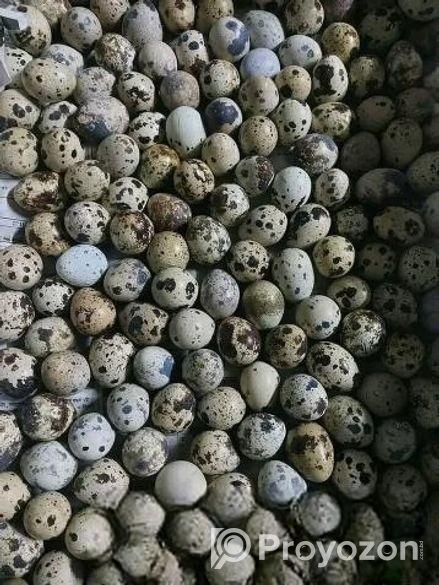 কোয়েল ডিম