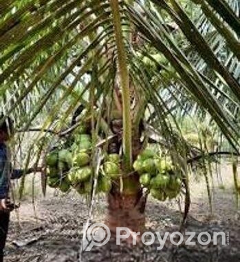 ভিয়েতনাম খাটো জাতের হাইব্রিড নারিকেল