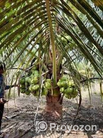 ভিয়েতনাম খাটো জাতের হাইব্রিড নারিকেল