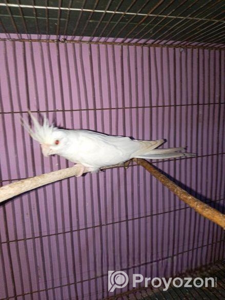 ককাটেল এলবিনো মেল