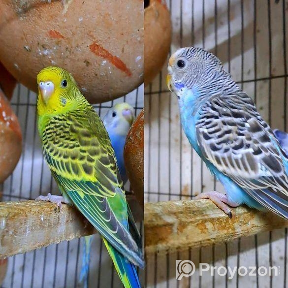 ১ জোড়া বাজিগার পাখি