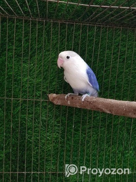 Df Violet Fisher split Pale fellow