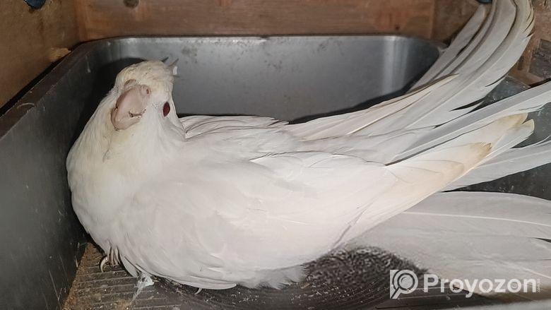 এলভিনো ককাটেইল ডিমসহ