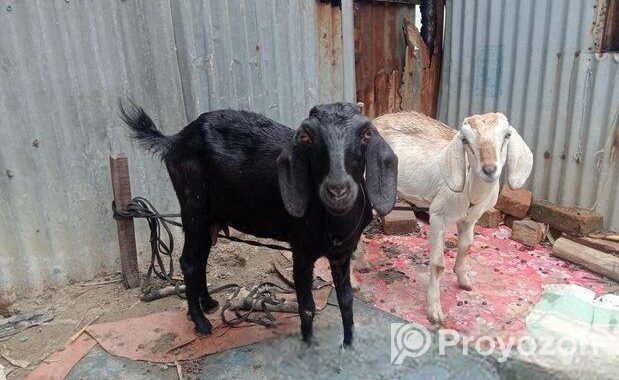 একটা পাঠি খাসি খাসির বয়স ৭মাস আর পাঠির দেড় বছর
