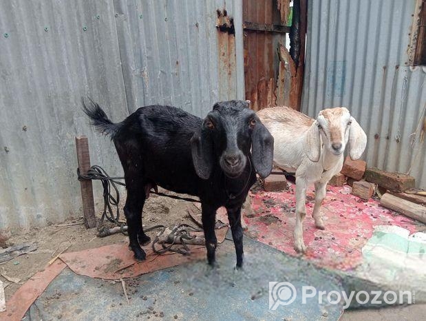 একটা পাঠি খাসি খাসির বয়স ৭মাস আর পাঠির দেড় বছর