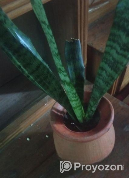 প্রাকৃতিক সৌন্দর্য হচ্ছে গাছ।স্নেক প্ল্যান্ট