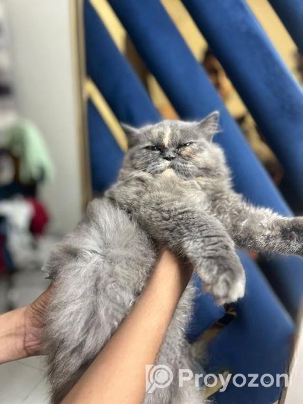 Persian semi punch face