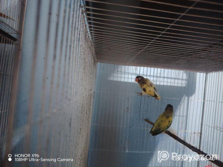 এক জোড়া টিম বাচ্চা করা সুস্থ ও সবল রানিং লাভ বার্