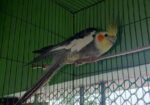 Kokatel Male