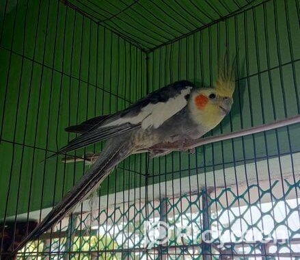 Kokatel Male