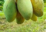 কাটিমন আম