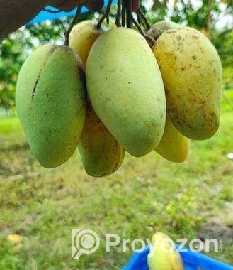 কাটিমন আম