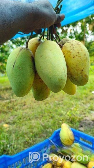 কাটিমন আম