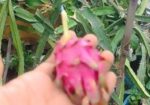 স্বল্প মূল্যে ড্রাগনের গাছ বিক্রি করা হবে