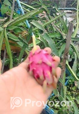 স্বল্প মূল্যে ড্রাগনের গাছ বিক্রি করা হবে
