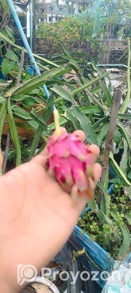 স্বল্প মূল্যে ড্রাগনের গাছ বিক্রি করা হবে