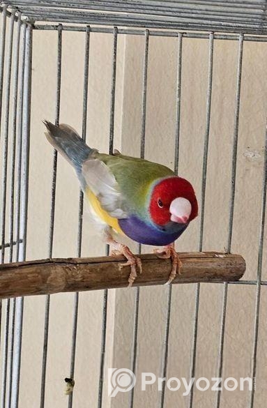 গোল্ডিয়ান মেইল সেল