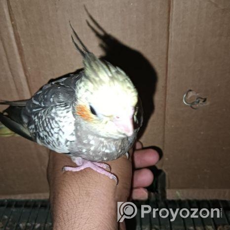 একটি কোকাটেল পাখি আছে বাচ্চা