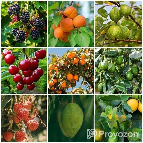 Buy Fruit, Forest & Indoor Plants Online in Bangla