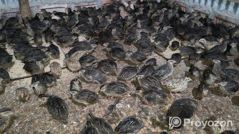 ৬০-৭০ গ্রাম ওজনের গড় কোয়েল পাখি বিক্রি করা হবে