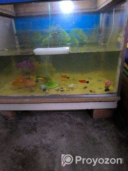 একুরিয়াম ও মাছ ৬টি