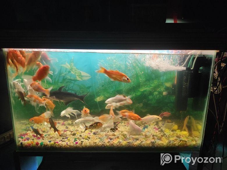 শুধু একুরিয়াম সেল হবে