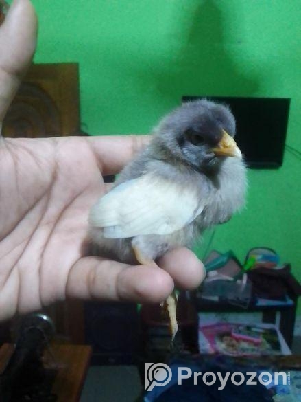 খুব ভালো এবং সুস্থ