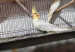 Cacatel Bird