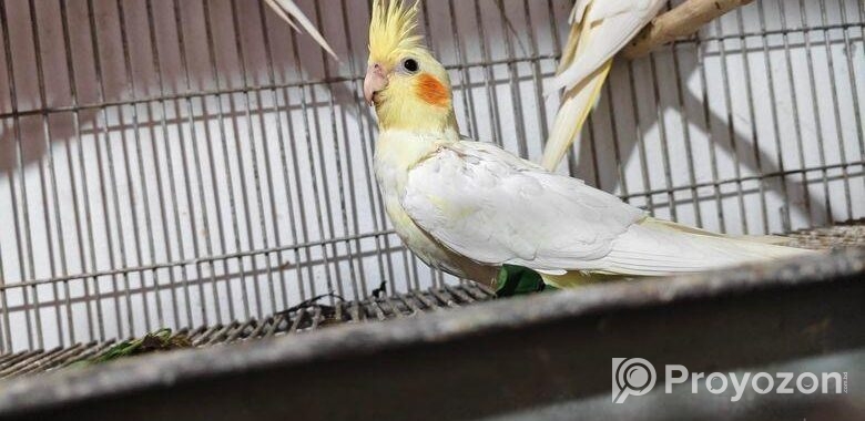 Cacatel Bird