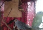 Diamond Dove Male