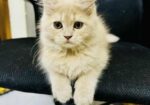 Traditional Pure Persian Mom + Kitten