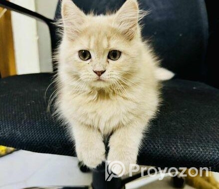 Traditional Pure Persian Mom + Kitten