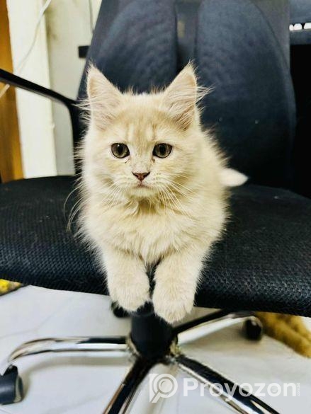 Traditional Pure Persian Mom + Kitten