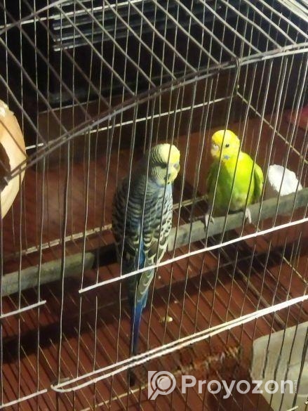 বাজিগর পাখি খাচা সহকারে একটা বাচ্চা আড়াই মাসের আছ