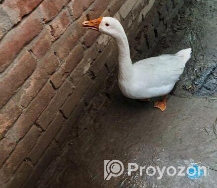 Rajhas Bikri Korar Hobey 2ta Acy