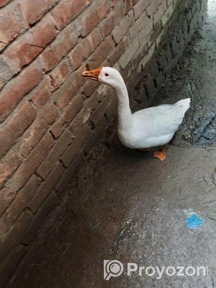 Rajhas Bikri Korar Hobey 2ta Acy