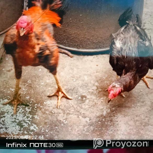 আসিল ফাইটার মোরগ ও মুরগি ফুল এডাল্ট।