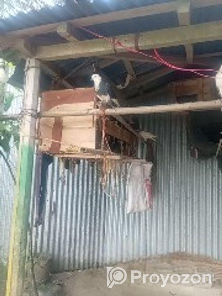 কবুতর বিক্রয় করা হবে