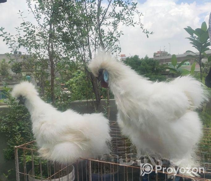 সিল্কি মুরগী এডাল