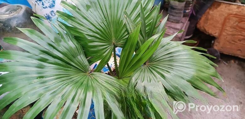 ইন্ডোর প্লান্ট