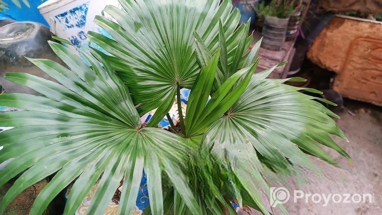 ইন্ডোর প্লান্ট