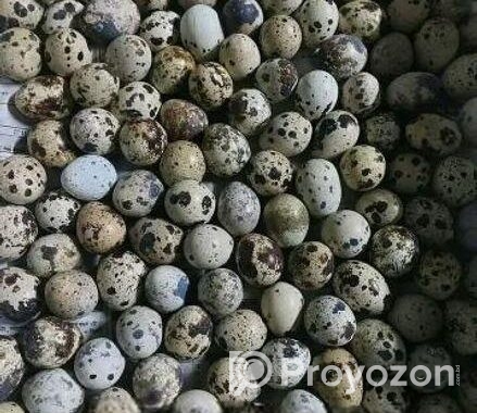 কোয়েল ডিম