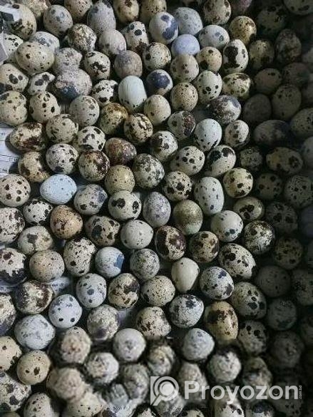 কোয়েল ডিম