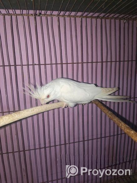 ককাটেল এলবিনো মেল