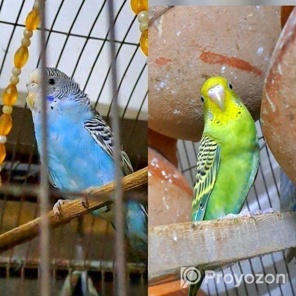 ১ জোড়া বাজিগার পাখি