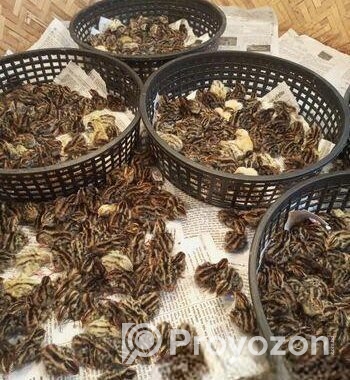 কোয়েল পাখির বাচ্চা