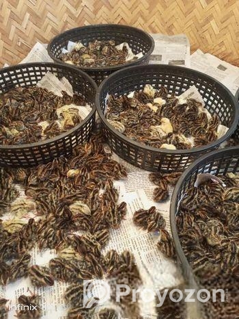 কোয়েল পাখির বাচ্চা