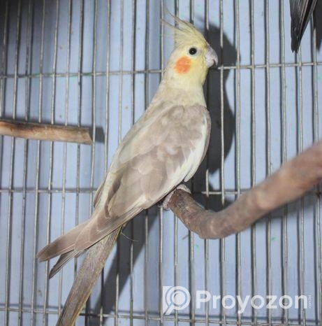 রানিং ককাটেইল ফিমেইল