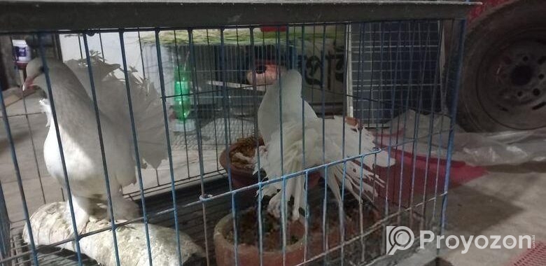 Bird sell